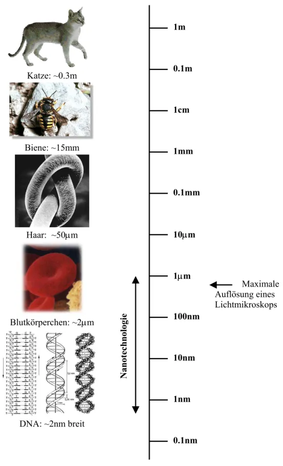Figur 3.1: Längenskala mit Beispielen aus der Biologie 