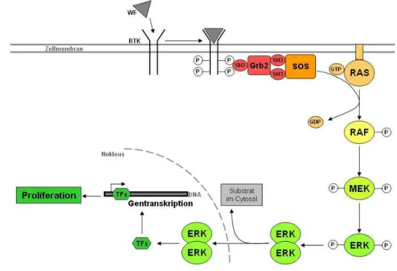 Abbildung 1:  Schematische Darstellung des RAS-RAF-MEK-ERK (MAPK)-Signaltransduktionsweges  Ein  extrazellulärer  Faktor,  wie  z.B