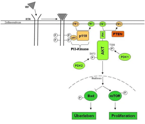 Abbildung 2:  Schematische Darstellung des PI3K-AKT-Signaltransduktionsweges 