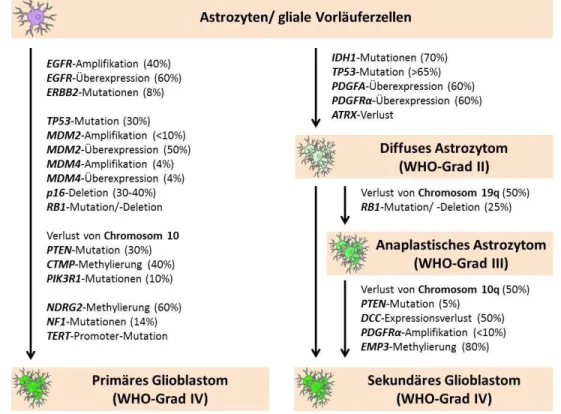 Abbildung  2:  Schematische  Darstellung  der  molekularen  Pathogenese  der  beiden  Glioblastom- Glioblastom-Untergruppen