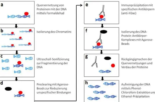 Abbildung 5: Übersicht über die ChIP-Methodik: Zunächst werden Proteine (rot) und DNA (blau) mittels  Formaldehyd  quervernetzt  (a)