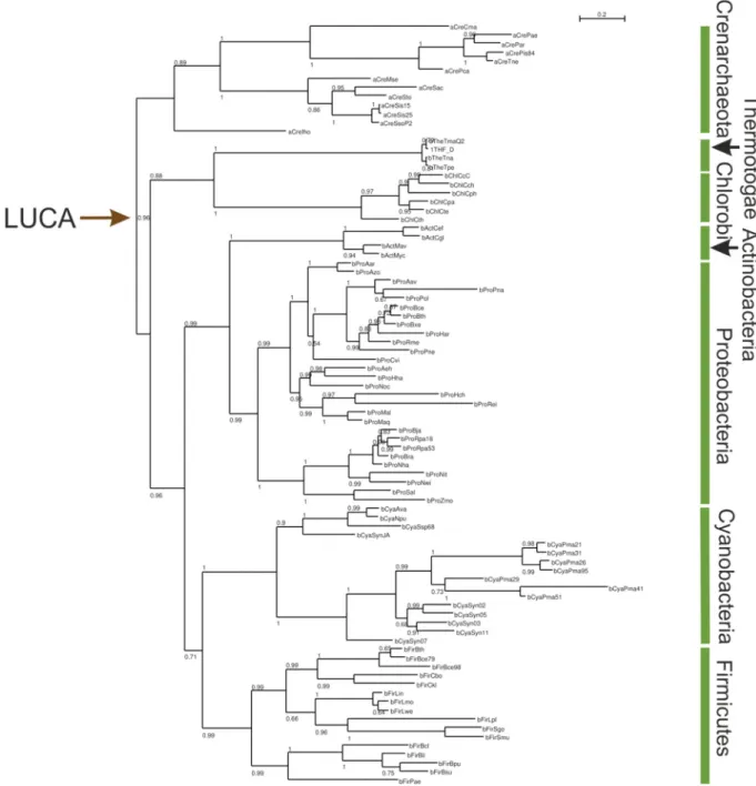 Figure 4: Phylogenetic tree used for the reconstruction of LUCA-HisF and LUCA-HisH.  
