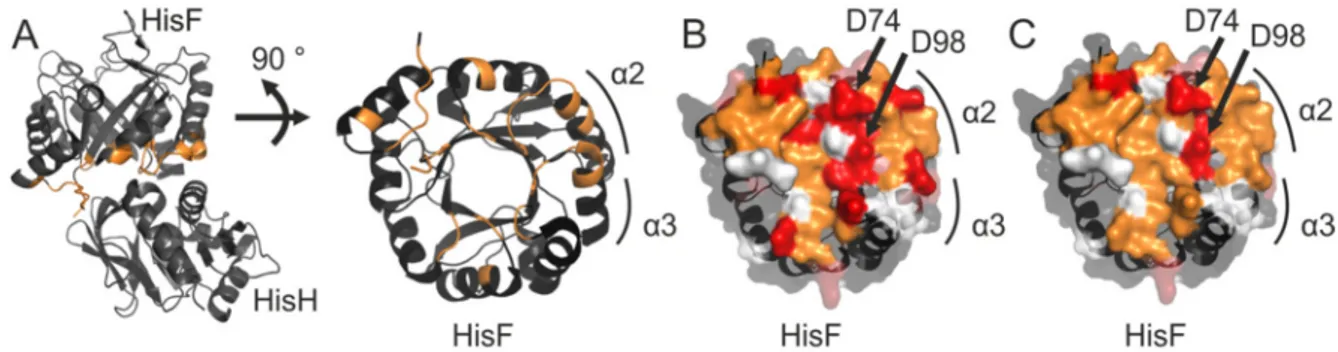 Figure  11:  Putative  binding  site  of  the  peptide  ligand  on  tmHisF  as  determined  in  [ 1 H-  15 N]  HSQC  titration experiments
