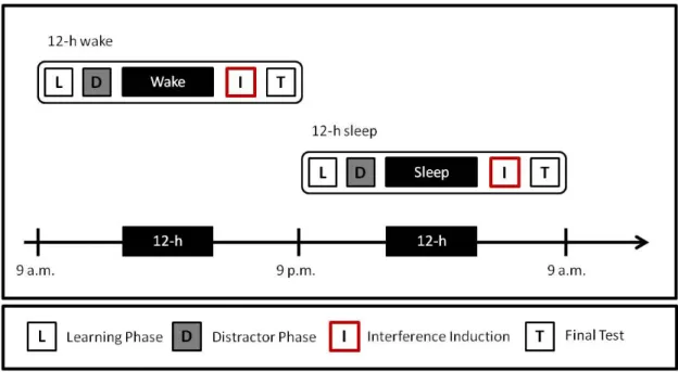 Figure 6: Illustration of conditions employed in Experiment 2: In the 12-h wake conditon, the learning of the material took place at 9 a.m., before participants returned to the laboratory for the final test after a 12-h delay of diurnal wakefulness