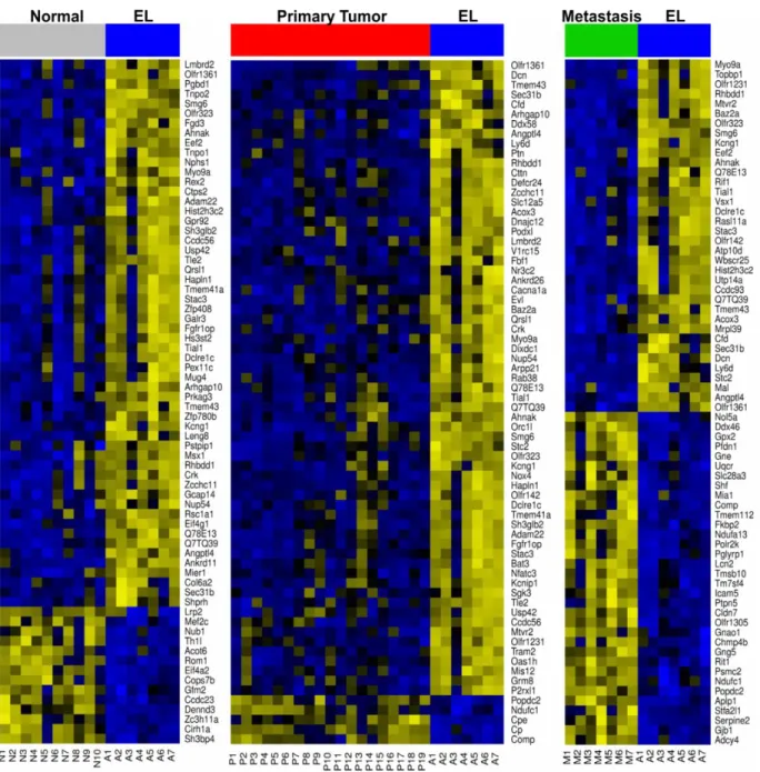 Figure 14. Microarray  heatmaps.  Heatmaps  of  genes  differentially  expressed  between  sample  types  (wt  BALB/c  non-transgenic  mammary  glands  (normal,  N1-10);  Balb-NeuT  Early  lesions  (EL,  A1-7);  Balb-NeuT  primary  tumors  (PT,  P1-19);  l