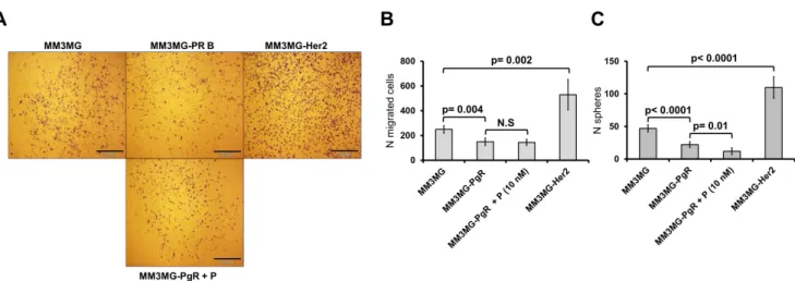 Figure 29.  PgR and Her2 expression and evaluation of migration and sphere formation. (A-B) Overexpression of PgR-B in MM3MG cells  reduced  migration  while  Her2  overexpression  (MM3MG-Her2)  increased  migration