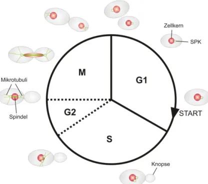 Abbildung 3.1: Schematische Darstellung des Zellteilungszyklus von S. cerevisiae 
