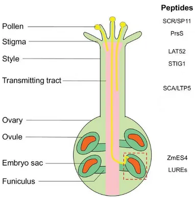 Figure 2:Schematic diagram showing CRPs involved in communication during plant  reproduction  