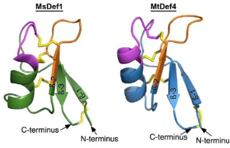 Figure 5:Three-dimensional structures of plant defensins MsDef1 and MtDef4. 