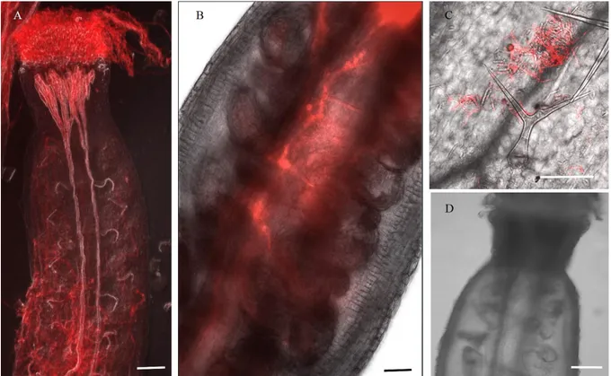 Figure 10:Proliferation of Fusarium graminearum after 3 days on pistils and leaves of  A