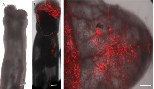 Figure 12:Proliferation of Fusarium graminearum after 3 days on pistils and leaves of  A