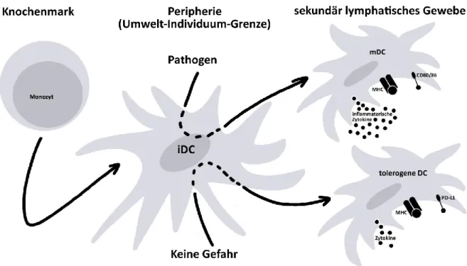 Abbildung 1-1: Reifung dendritischer Zellen (DC) 