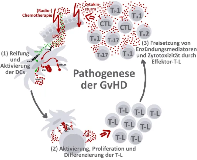 Abbildung 1-10: Pathogenese der GvHD 