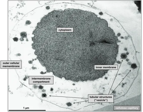Figure  7: Ultrathin section from an I. hospitalis  cell shown as transmission electron micrograph