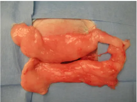 Figure  2:  Nuchal  adipose  fat  body  that  was  used  to  harvest  adipose  tissue  derived  mesenchymal stem cells after surgical preparation