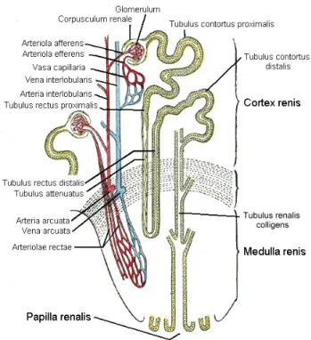 Abbildung 1.2: Schematische Darstellung des Blutgefäßsystems der Niere. Nach Gray (2000).