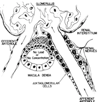 FIG.  1.  Diagram  of  renal  juxtaglomerular  apparatus,  which  includes  the  JG  cells  and 