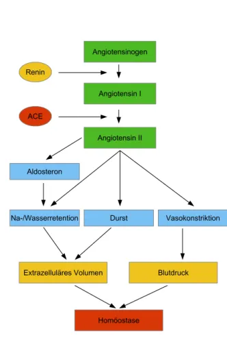 Abbildung 1.4: Schematische Darstellung der Signalkaskade des Renin-Angioten- Renin-Angioten-sin-Aldosteron-Systems (RAAS).