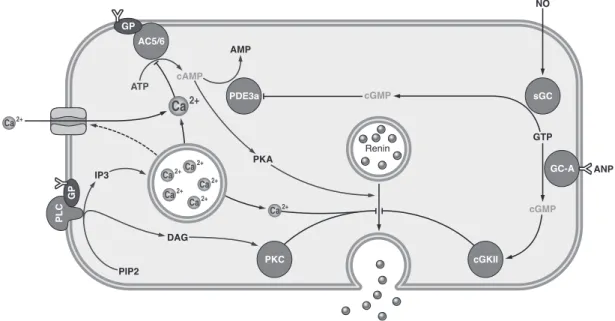 FIG . 4. Intracellular signaling pathways controlling the renin exocytosis. ANP, atrial natriuretic peptide; AC5/6, adenylate cyclases 5/6; cGK, protein kinase G; DAG, diacylglycerol; GC-A, guanylate cyclase A (particulate guanylate cyclase); GP, GTP-bindi