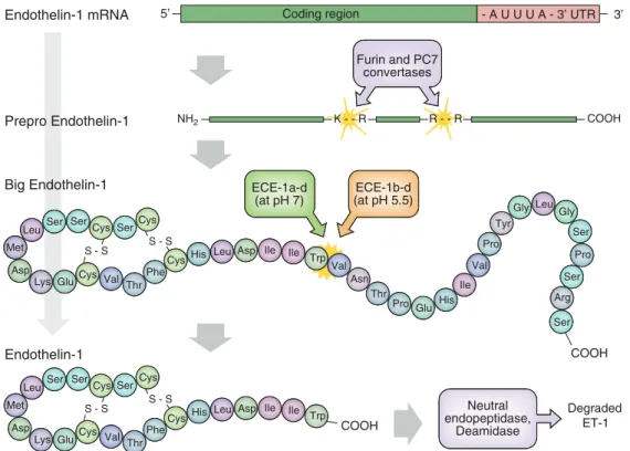 FIG . 1. Biosynthetic and degradation pathways for endothelin (ET)-1. ET-1 mRNA encodes preproET-1