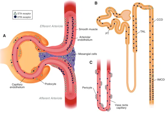 FIG . 3. Schema of functional ET receptors in the glomerulus and renal arterioles (A), nephron (B), and vasa recta (C)