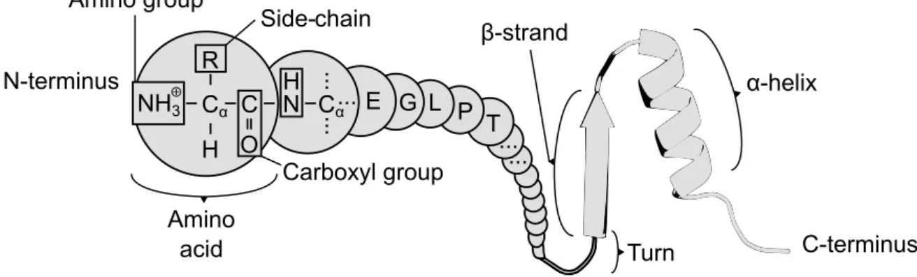 Fig. 1.1 The structure of proteins. The basic element of a protein is the amino acid, consisting of a central carbon (C α ) bonded to a hydrogen, an amino group, a carboxyl group, and an organic substituent (side-chain, R)