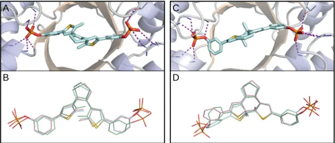 Fig. 3.4 MD simulations of mtPriA and bound meta-phosphate 6. For each iso- iso-mer, three independent calculations were performed and representative enzyme structures for the open (A) and closed (C) form are shown