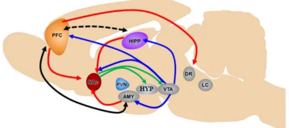 Fig. 1: Neuronal circuitries involved in depression (adapted from [2, 3])  