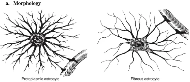 Fig. 3: schematic illustration of protoplasmic and fibrous astrocytes [77] 