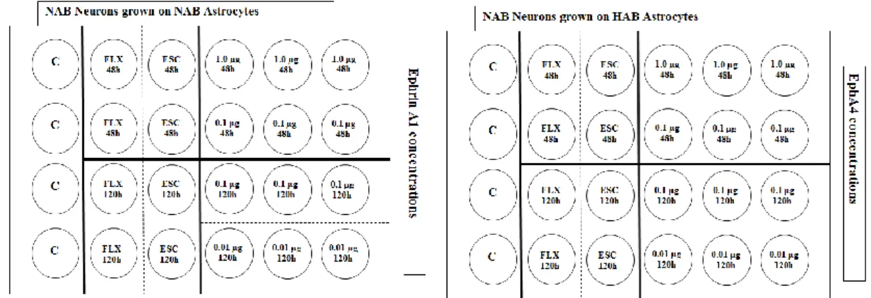 Fig. 9:Layout of Co-Cultures neurons growing on astrocytes derived from either NAB or HAB  rats