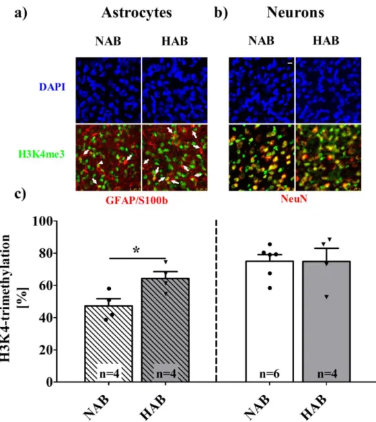 Fig.  21:  Cell-type  specific  expression  of  H3K4me3  in  PFC  of  NAB  and  HAB,  under  baseline  conditions, shows a significantly higher amount of colocalization in HAB astrocytes 