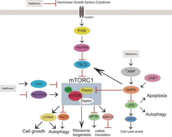 Figure  1:  Potential  mechanisms  and  sites  of  metformin’s  action  in  cancer  cells  (Republished  from  Kasznicki et al