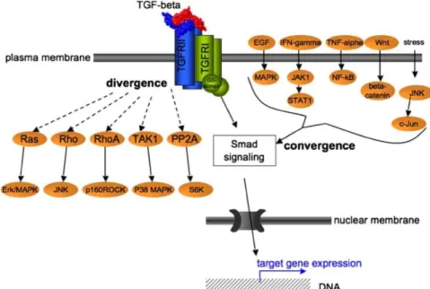 Figure  3:  Signaling  pathways  diverging  from  and  converging  on  TGF-β  signaling  (Aigner  and  Bogdahn  2008