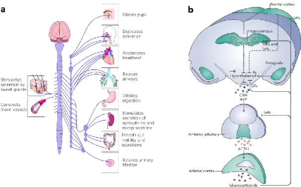 Figure  1.  Schematic  illustration  of  the  sympathetic  nervous  system  (SNS)  and  the  hypothalamic- hypothalamic-pituitary-adrenocortical  (HPA)  axis
