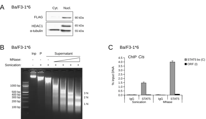 Figure 3.1: DNA fractionation by MNase digest instead of sonication strongly improves the detection of STAT5 binding to DNA by ChIP.