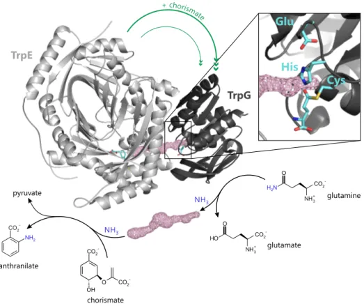 Figure 17. Anthranilate synthase as an example of glutamine amidotransferases.