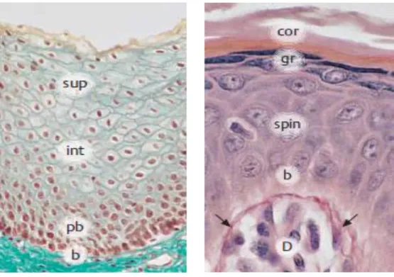 Abbildung  1:  Aufbau  des  oralen  mehrschichtigen,  unverhornten  (links)  und  des  keratinisierten Plattenepithels (rechts)