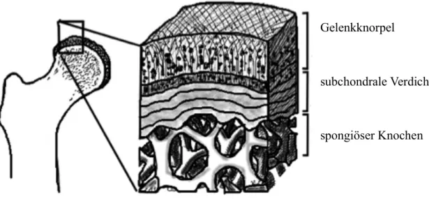 Abbildung 1-1  Aufbau Gelenkknorpel 