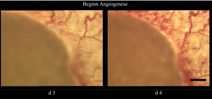 Abbildung 4-5  Angiogenese am Matrixrand, Vergrößerung 2,5x, Maßstab = 500 µm 