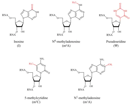 Figure 1.1 Chemical structure of base modiﬁcations found in the internal sequences of eukaryotic mRNAs The nucleosides in- in-osine, N 6 -methyladenosine, pseudouridine, 5-methylcytidine and N 1 -methyladenosine have been found in internal sequences of euk