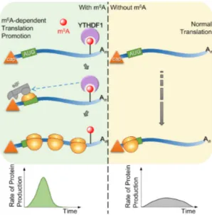 Figure 1.4 YTHDF1 promotes translation in a m 6 A-dependent manner Messenger transcripts that have experienced m 6 A methylation can undergo YTHDF1-promoted translation