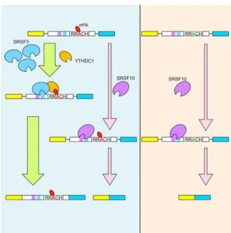 Figure 1.5 YTHDC1’s involvement in alternative splicing m 6 A methylation sites in close proximity of a potential splice site can be bound by the nuclear YTH protein YTHDC1 that forms a complex with SRSF3