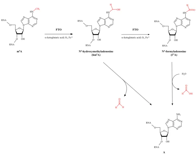 Figure 1.6 Purposed demethylation reaction of m 6 A catalyzed by FTO The m 6 A demethylase FTO removes the methyl-group on the N6 position of adenosine in a step-wise fashion