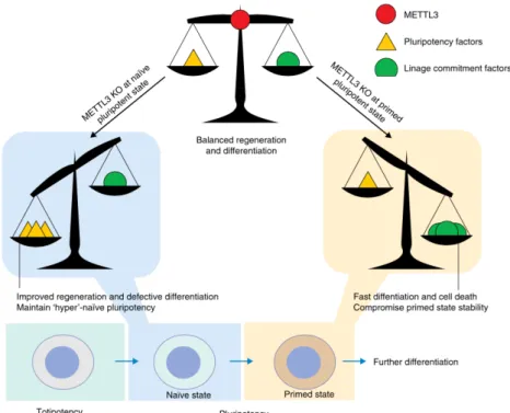 Figure 1.7 METTL3 is essential for the balancing of developmental factors during diﬀerent pluripotent cell states Depending on the state in which METTL3 is depleted, cells can either enter a hyper-naïve or highly committed diﬀerentiation state