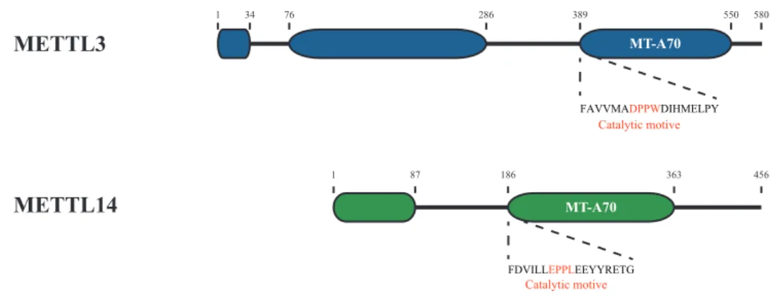 Figure 2.1 Schematic representation of METTL3 and METTL14 Structural domains of METTL3 and METTL4 have been deﬁned using the secondary structure prediction algorithm Psipred (see Fig.6.1 and 6.2 in the appendix)