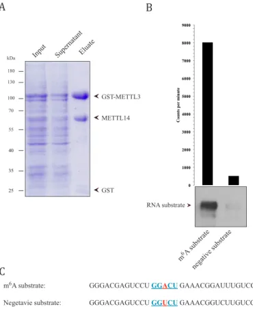 Figure 2.2 Puriﬁcation of an active GST-METTL3/14 complex from Sf21 cells A) GST-tagged human METTL3 and untagged human METTL14 were puriﬁed from Sf21 cells infected with a baculovirus construct encoding for both proteins