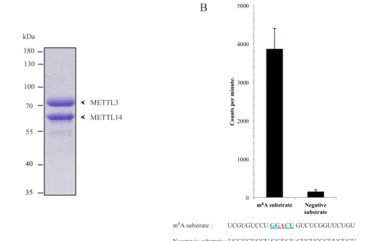 Figure 2.4 HPLC puriﬁcation of the recombinant METTL3/14 complex A) Large-scale puriﬁcation of human METTL3/14 from infected Sf21 cells