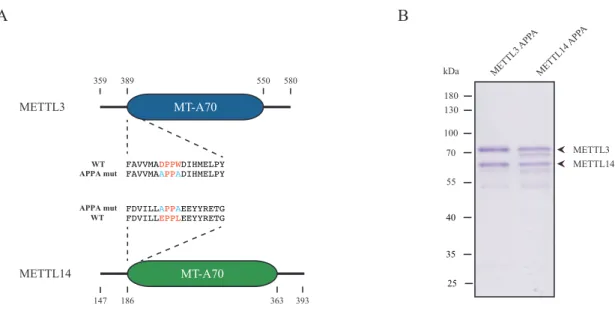 Figure 2.5 Generation of catalytic mutants of METTL3 and METTL14 A) Schematic representation of the MT-A70 domain of METTL3 and METTL14
