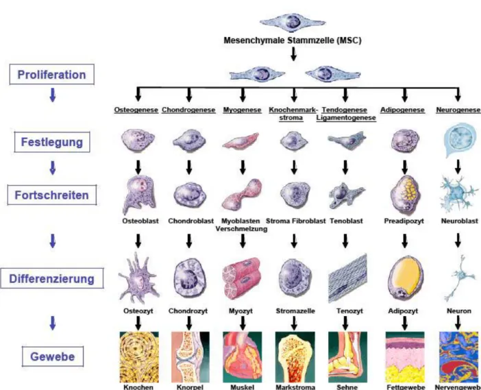 Abbildung 1-3: Schematische Darstellung der Multipotenz bzw. Differenzierung mesenchymaler Stammzellen nach Caplan [39] 