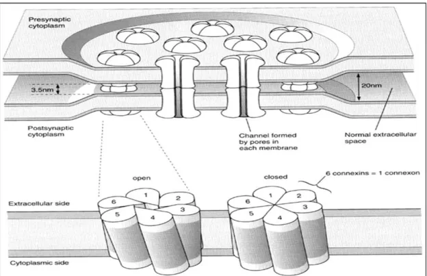 Abbildung  1.3:  Schematische  Darstellung  eines  Gap  junction  Plaques  und  schematische  Darstellung der  Struktur eines Gap junction Kanals in offenem und geschlossenem Zustand; 